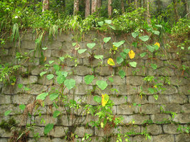 Colocasia esculenta (= C. formosana) colonising a stone wall with stolons, Tengjhih forest, Taiwan