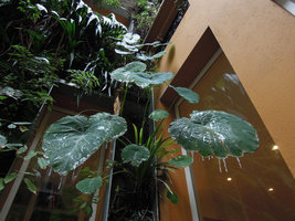 Colocasia formosana with stalatites in January 2013