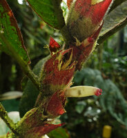 Columnea albovinosa, bracts and flower, Mashpi FR, Pichincha, Ecuador.