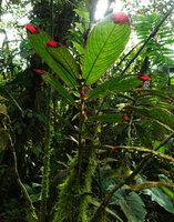 Columnea albovinosa, bright red leaf tips and bracts, Mashpi FR, Pichincha, Ecuador