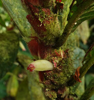Columnea albovinosa, flower emerging from protecting bracts, Mashpi FR, Pichincha, Ecuador