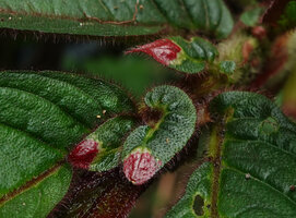 Columnea albovinosa, strongly asymmetric small leaves on the anisophyllous plagiotropic stem, tricolourd green, cream and red, Mashpi FR, Pichincha, Ecuador