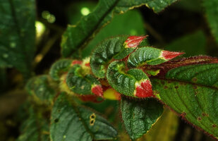 Columnea albovinosa, very asymmetric small leaves on the anisophyllous plagiotropic stem, tricolourd green, cream and red, Mashpi FR, Pichincha, Ecuador