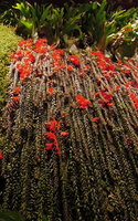 Columnea arguta cascade flowering on the Vertical Garden, Sofitel Palm Jumeirah, Dubai.