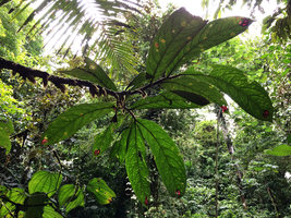 Columnea cf. florida, Terco, Nuqui, Choco, Colombia