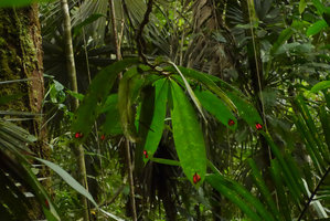 Columnea cf. florida with bright red spots, Utria NP, Nuqui, Choco, Colombia