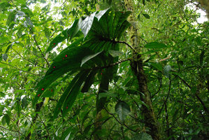 Columnea consanguinea, Tenorio, Costa Rica