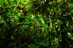 Columnea floribunda as a low epiphyte on mossy trunks in cloud forest, Mashpi FR, Pichincha, Ecuador.