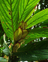 Columnea medicinalis, big leaves and bracts on the lower side of the dorsiventral plagiotropic stem, Mashpi FR, Pichincha, Ecuador