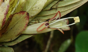 Columnea medicinalis, flower emerging from te bracts, Mashpi FR, Pichincha, Ecuador