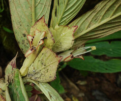 Columnea medicinalis, two flowers emerging from the protecting bracts, Mashpi FR, Pichincha, Ecuador
