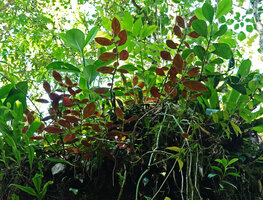 Columnea sulfurea on rock at the type locality, Cubilhuitz, Alta Verapaz, Guatemala