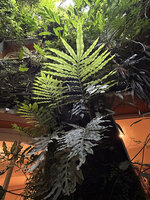 Colysis elliptica on the vertical garden in the Patio, Patrick Blanc and Pascal Héni Home