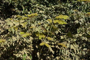 Combretum lanceolatum as a climbing shrub, Pantanal, Cuiaba, Brazil