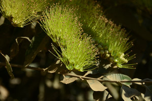 Combretum lanceolatum, flowers close-up, Pantanal, Cuiaba, Brazil