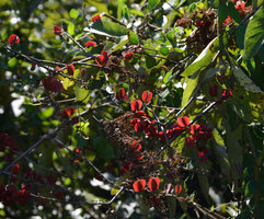 Combretum lanceolatum, red four winged fruits, Pantanal, Cuiaba, Brazil