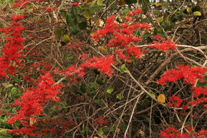 Combretum microphyllum, flowering leafless branch during the dry season, Salima, Malawi