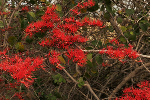 Combretum microphyllum, inflorescences along leafless branches during the dry season, Salima, Malawi