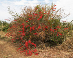 Combretum microphyllum in full bloom during the dry season, Salima, Malawi