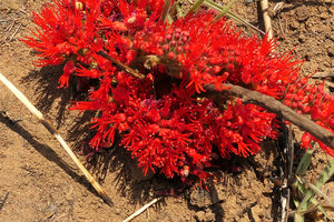 Combretum platypetalum, axillary dense inflorescences at the base of previous season burned stems, Mbala, Lake Tanganyika area, Zambia
