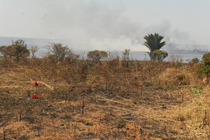 Combretum platypetalum flowering in burnt savannah close to Raphia farinacea, Mbala, Lake Tanganyika area, Zambia