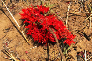 Combretum platypetalum flowering on previous season burned stems, Mbala, Lake Tanganyika area, Zambia