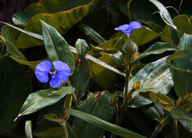 Commelina sp. at forest edge, Morogoro, Tanzania