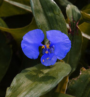 Commelina sp. flower, front view, Morogoro, Tanzania