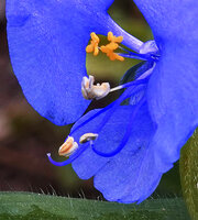 Commelina sp., flower organs, three bright yellow cross shaped sterile staminodes, one central fertile stamen and two lateral fertile stamens with long blue curved filament and upward recurved pistil style, Morogoro, Tanzania