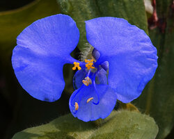 Commelina sp., hairy leaves and flower front view, Morogoro, Tanzania