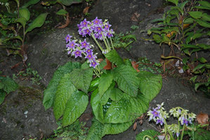 Conandron ramondioides and Tricyrtis, Hakone