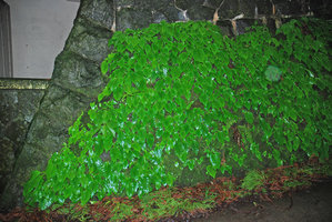 Conandron ramondioides population on a man made stone wall, Hakone, Japan