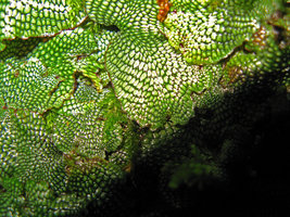 Conocephalum conicum, Izu Peninsula, Japan