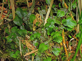 Conocephalum conicum, Yamaguchi, Japan