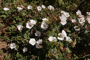 Convolvulus kilimandschari, flowering stems creeping on the ground, Simien NP, Ethiopia