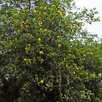 Cordia lutea, flowering tree, way to Tortuga Bay, Santa Cruz, Galapagos