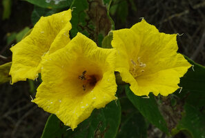 Cordia lutea, flowers at anthesis, way to Tortuga Bay, Santa Cruz, Galapagos
