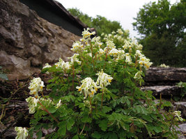Corydalis ochroleuca, flowers close-up, Saint-Antonin-Noble-Val, France