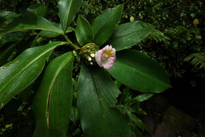Costus afer, apically flowering stem, Amani, East Usambara, Tanzania