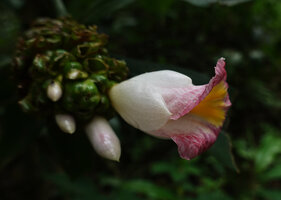 Costus afer, lateral view of the flower showing the three fleshy white petals and the pink labellum with central yellow stripes, Amani, East Usambara, Tanzania