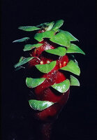 Costus claviger, bright red pulp of the mature red fruits in the axil of the persistent bright green bracts, Nouragues CNRS field station, French Guyana