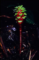Costus claviger, leafless stem with terminal infructescence, mature fruits with bright red pulp in the axil of the persistent bright green bracts, Nouragues CNRS field station, French Guyana