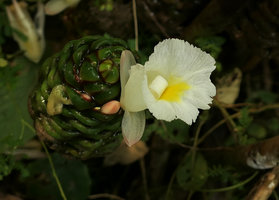 Costus dubius, flower, Campo, Cameroun