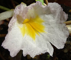 Costus lilaceus, labellum, Campo, Cameroun