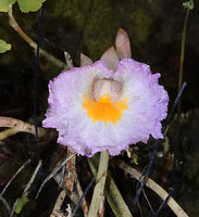 Costus lilaceus (syn. C. letestui), Campo, Cameroon