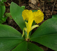 Costus macranthus, small greenish basal tubular calyx, three yellow green petal lobes and bright yellow laballum, dorsal view, Sonjo waterfall, Udzungwa NP, Tanzania