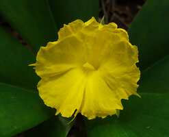 Costus macranthus, two tips of greenish petal lobes, bright yellow labellum with peripheral pointed expansions and central yellow stamen, Sonjo waterfall, Udzungwa NP, Tanzania