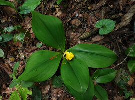 Costus macranthus, withering flower, Sonjo waterfall, Udzungwa NP, Tanzania