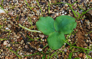Costus spectabilis, leaves appressed to the ground due to thigmotropism, long stolon above the ground, Kisensegere, Rukwa, 1200 m asl, Tanzania