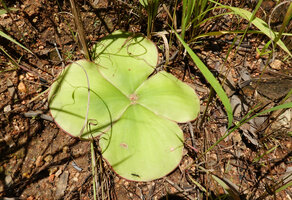 Costus spectabilis, leaves tightly appressed to the soil due to thigmotropism, thus blocking the growth of grasses, Kisensegere, Rukwa, 1200 m asl, Tanzania